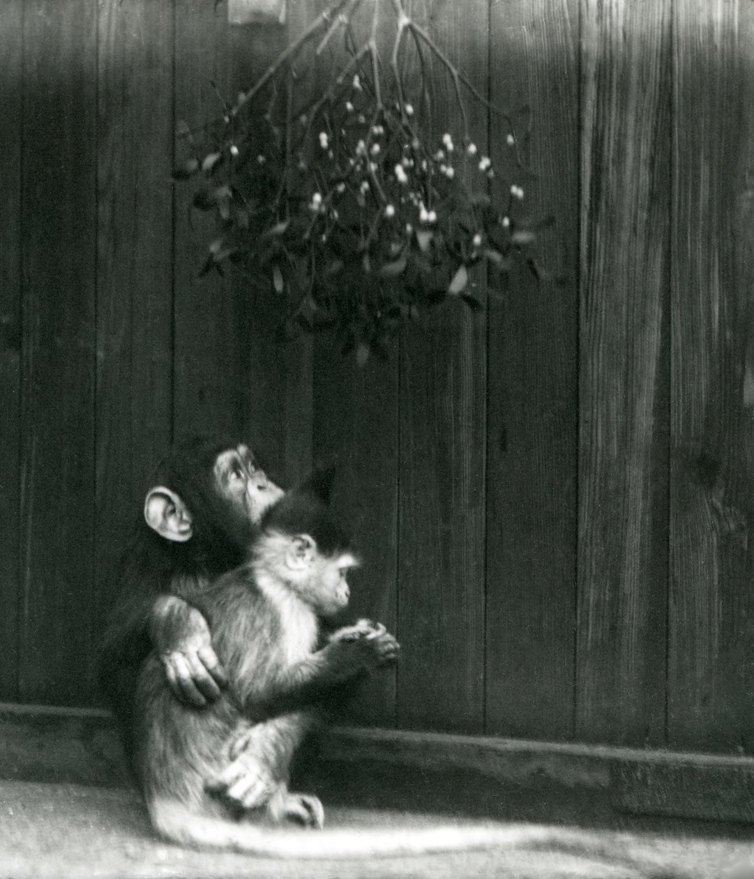 Um jovem chimpanzé coloca o braço em torno de um Mangabey sob o visco no zoológico de Londres em dezembro de 1924 de Frederick William Bond