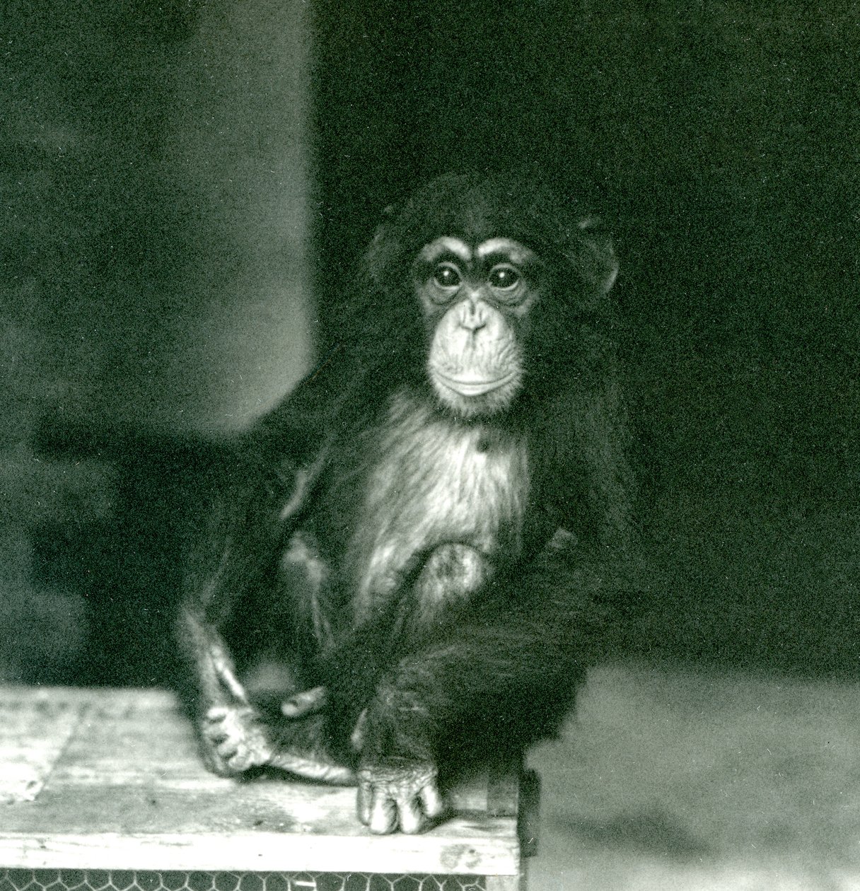 Um jovem chimpanzé sentado numa caixa de madeira no Jardim Zoológico de Londres em 1924 (foto a p/b) de Frederick William Bond