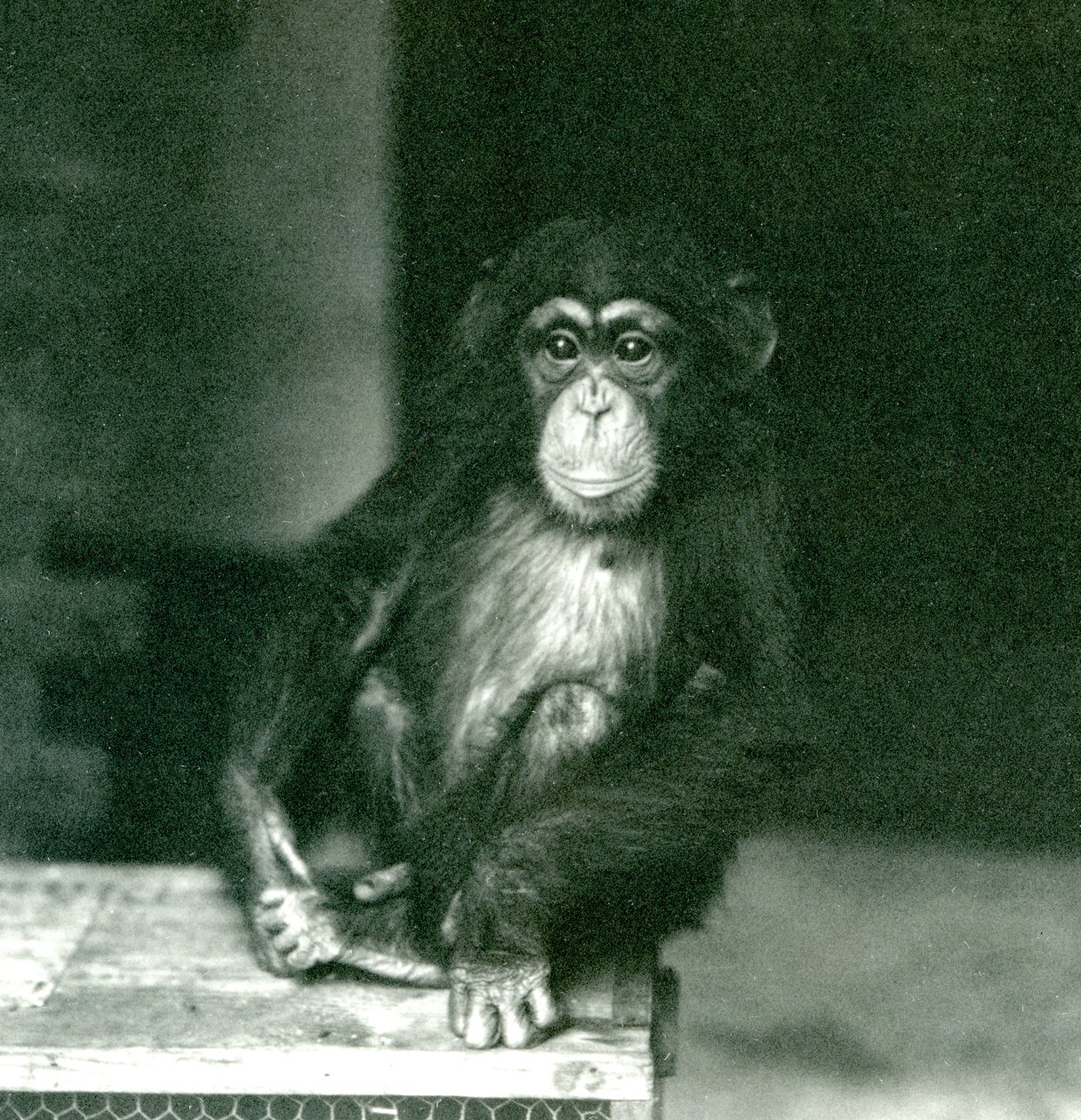 Um jovem chimpanzé sentado em uma caixa de madeira no zoológico de Londres em 1924 de Frederick William Bond