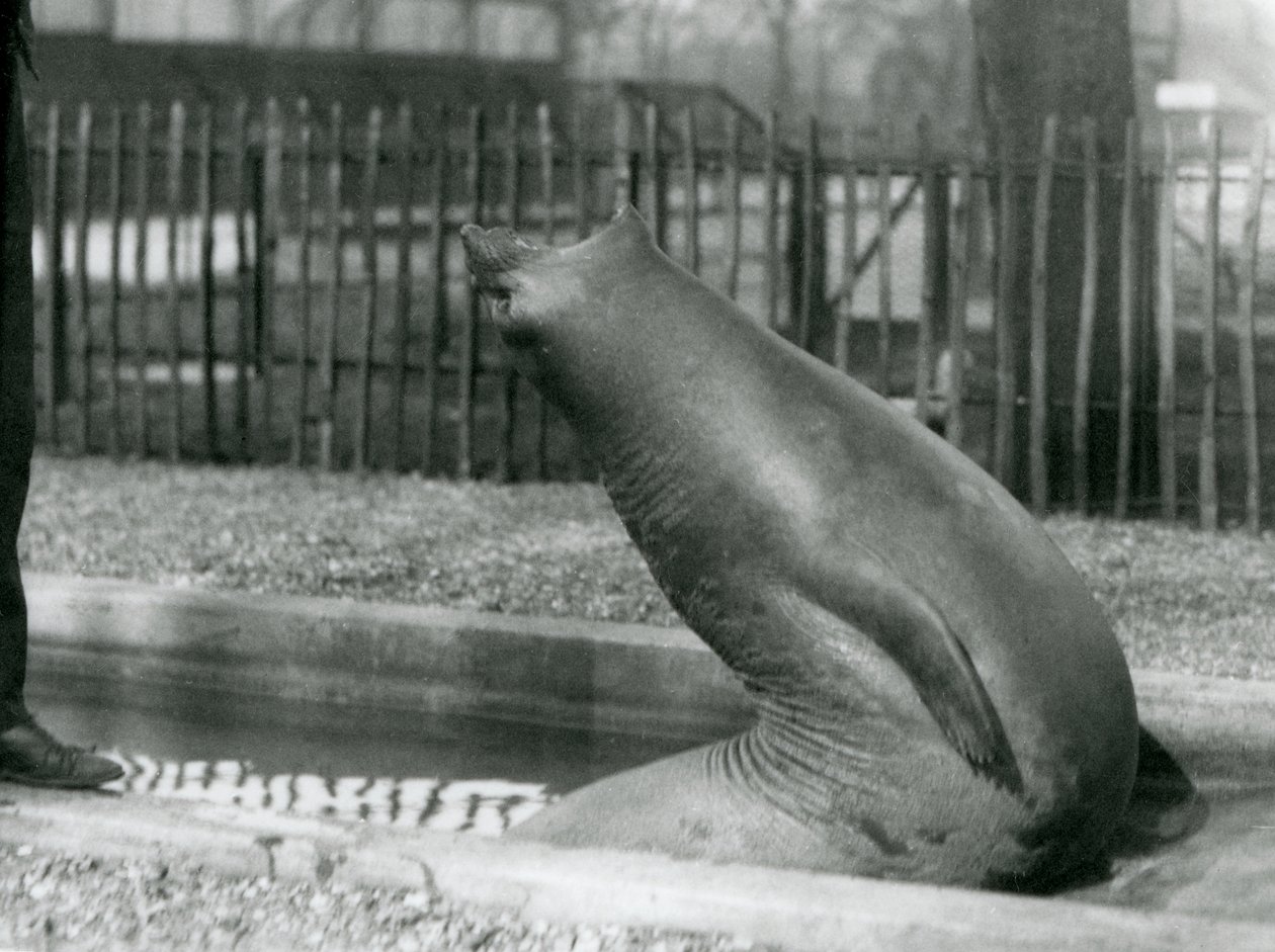 Um Elefante Selvagem jovem que chega para trás, ao Zoológico de Londres de Frederick William Bond