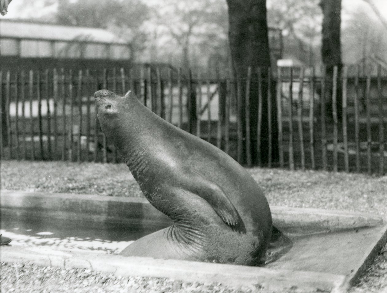 Um Elefante Selvagem jovem que chega para trás, ao Zoológico de Londres de Frederick William Bond
