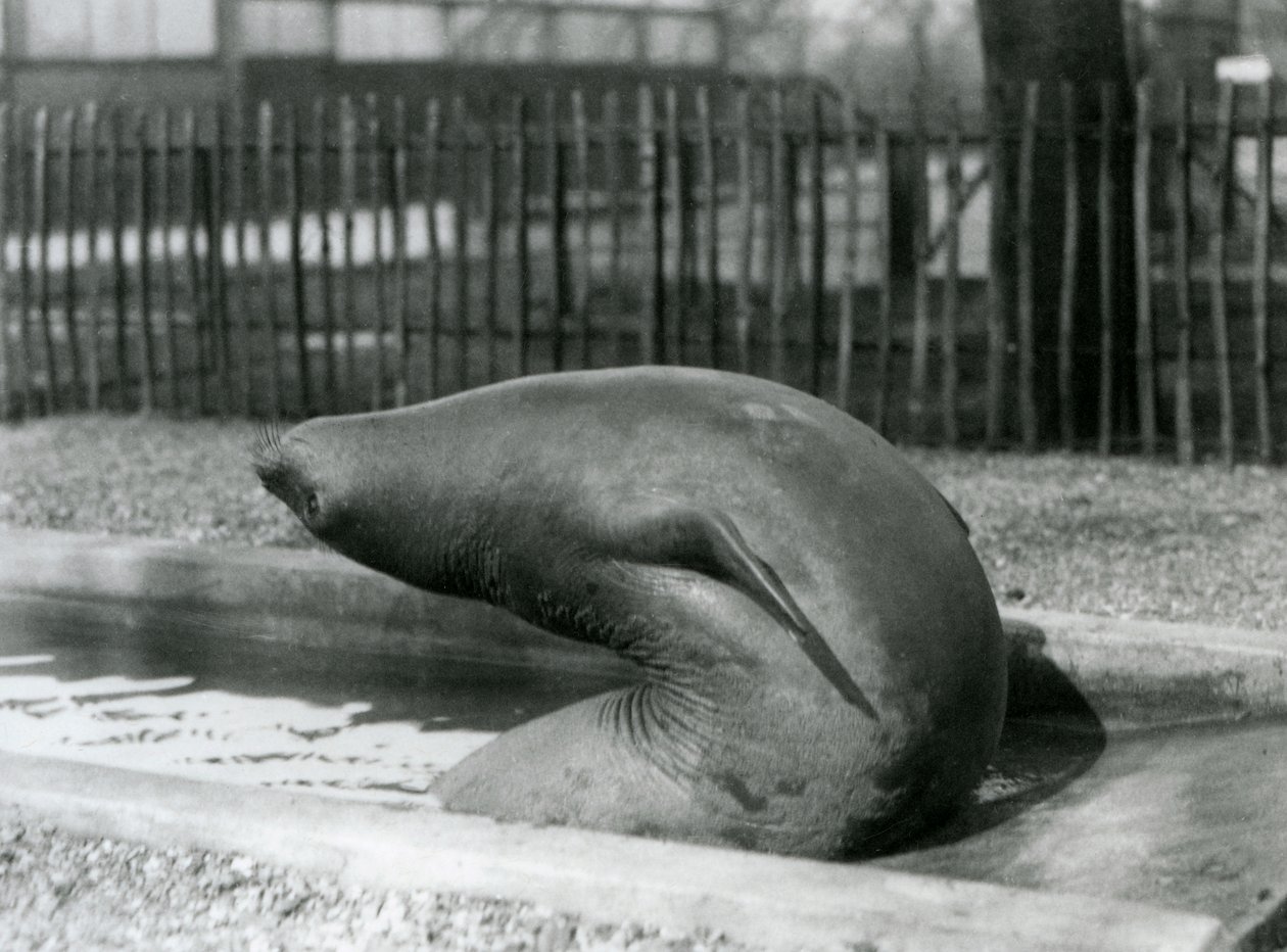 Um Elefante Selvagem jovem que chega para trás, ao Zoológico de Londres de Frederick William Bond