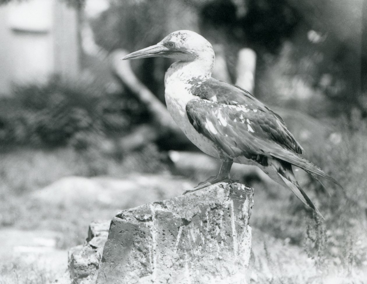Um jovem Gannet em pé num tronco de árvore no Jardim Zoológico de Londres em 1929 (foto a p/b) de Frederick William Bond