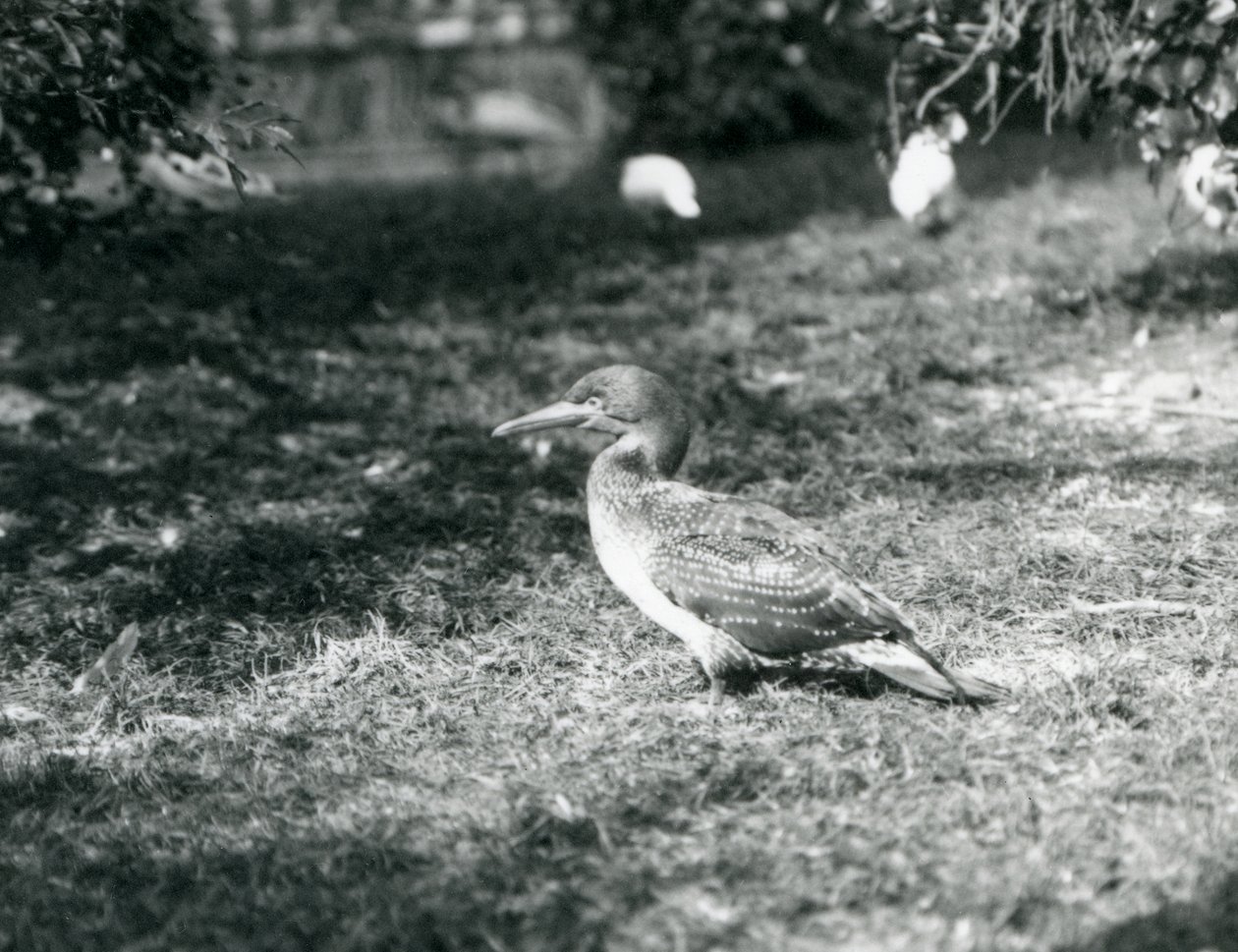 Um jovem gannet de pé na grama no zoológico de Londres em setembro de 1927 de Frederick William Bond