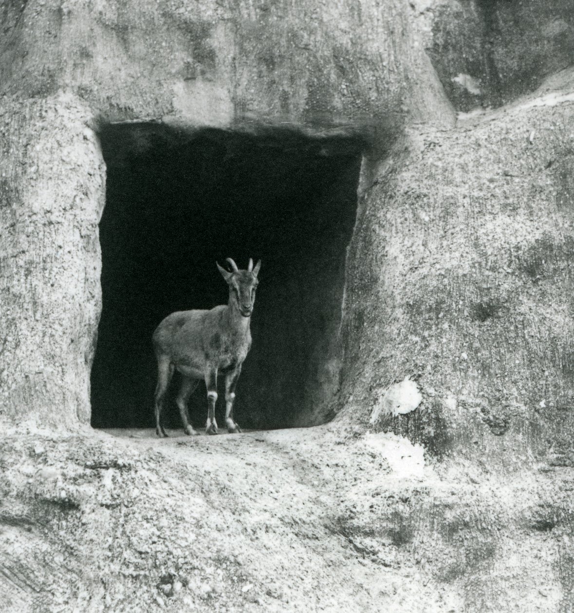 Um jovem Ibex grego em pé na entrada da caverna nas rochas artificiais dos terraços de Mappin, zoológico de Londres, de agosto de 1927 de Frederick William Bond