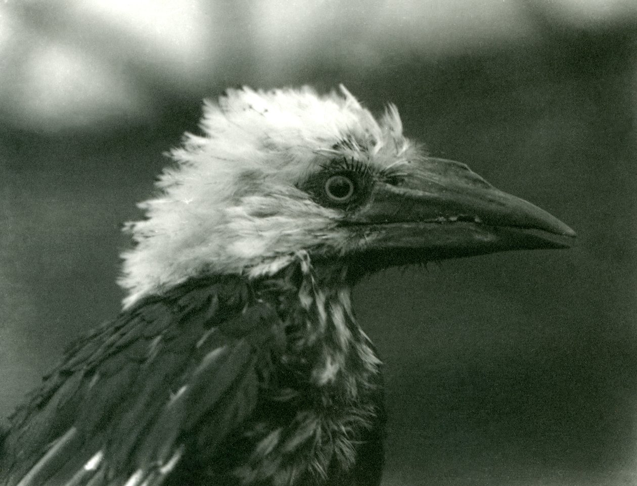 Um jovem Hornbill no zoológico de Londres, 1924 de Frederick William Bond