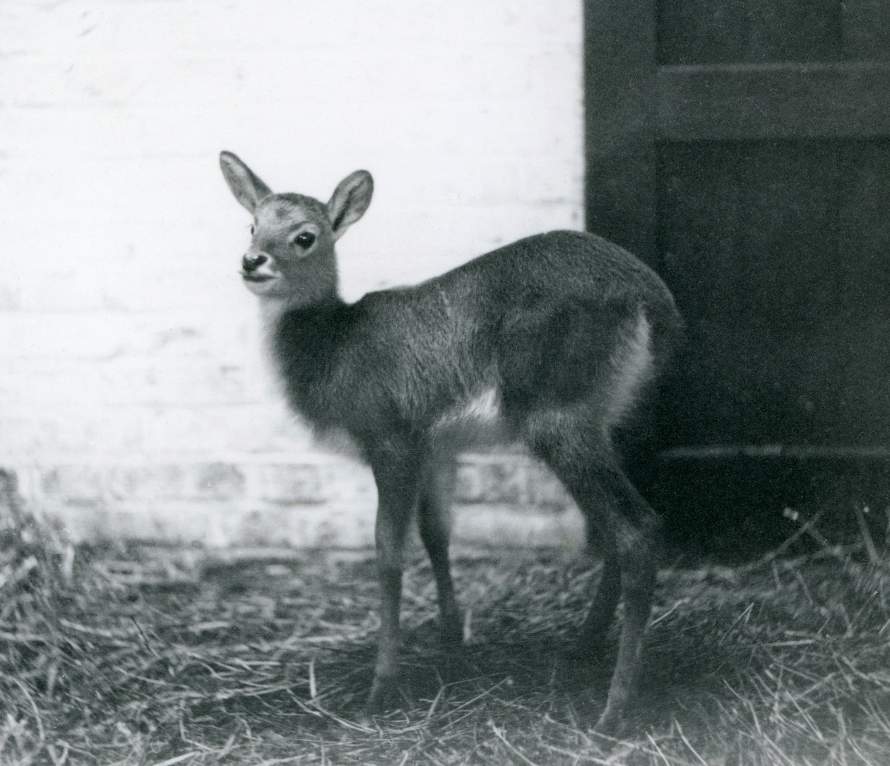 Um, jovem, Lechwe, ficar, feno, londres, jardim zoológico, janeiro, 1926 de Frederick William Bond