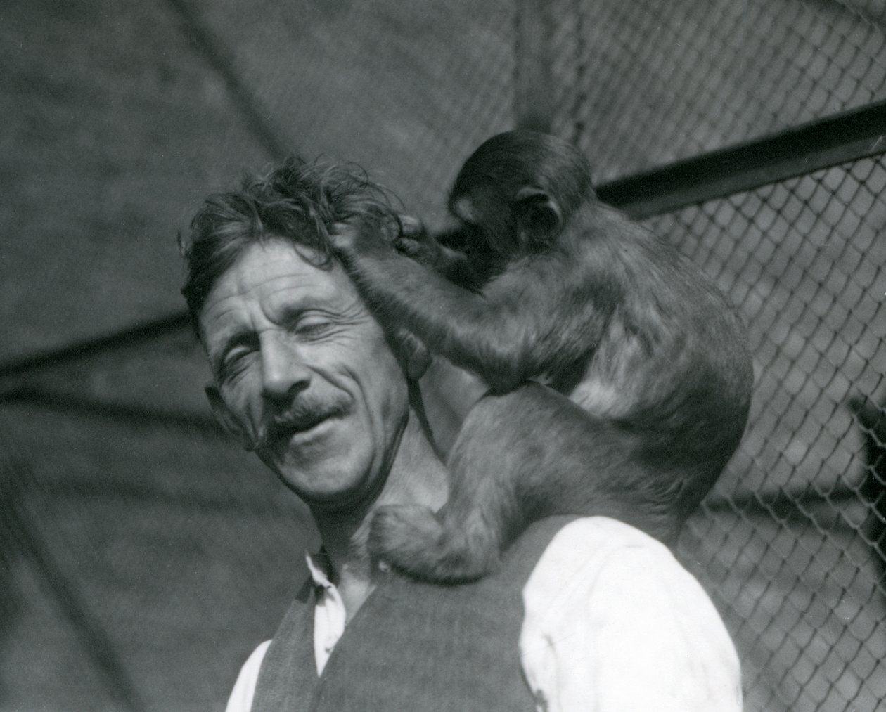 O cabelo de um jovem macaco Flewin, Jardim Zoológico de Londres 1928 (foto a p/b) de Frederick William Bond