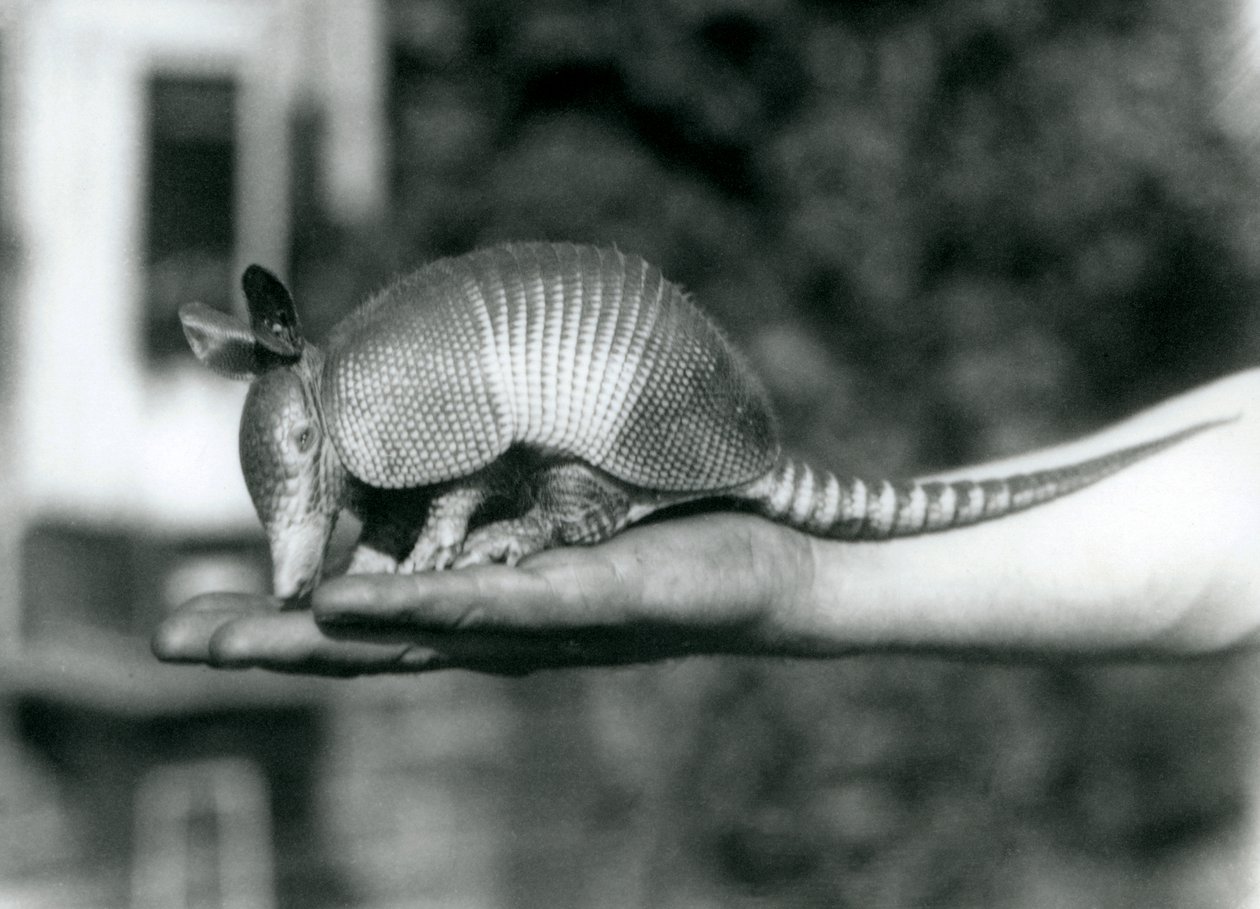 Um jovem tatu de nove bandas, ou tatu de nariz comprido de nove bandas, descansando em uma palmeira aberta, Jardim Zoológico de Londres, em agosto de 1926 de Frederick William Bond