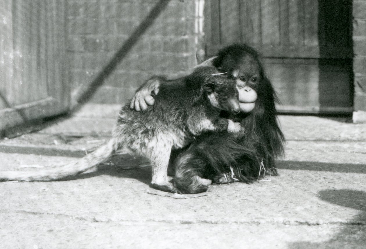 Um jovem Orangotango abraça um Canguru de Árvore no Jardim Zoológico de Londres em 1927 (foto a p/b) de Frederick William Bond