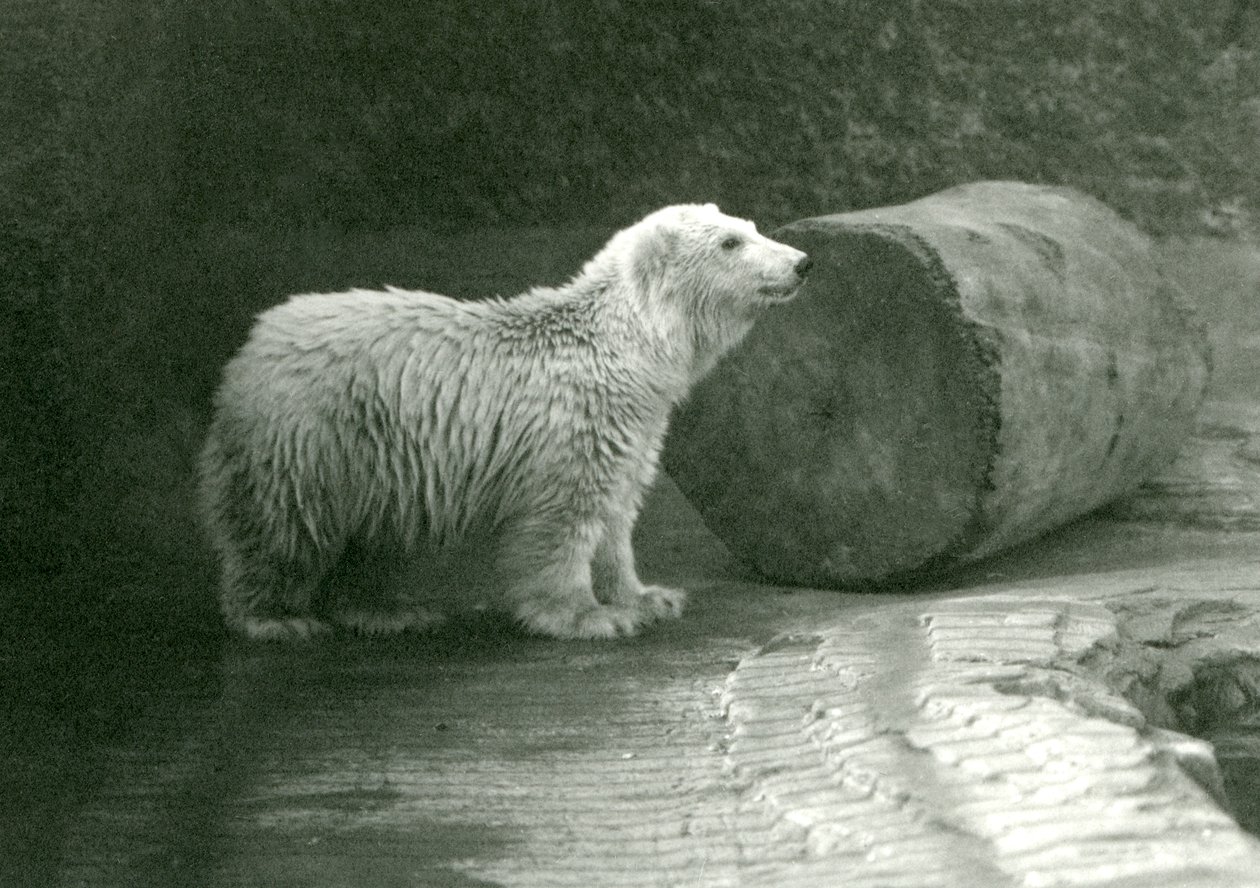 Um jovem urso polar no zoológico de Londres em novembro de 1924 de Frederick William Bond