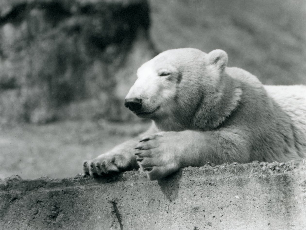 Um urso polar novo que descansa em uma borda concreta no jardim zoológico de Londres em 1927 de Frederick William Bond