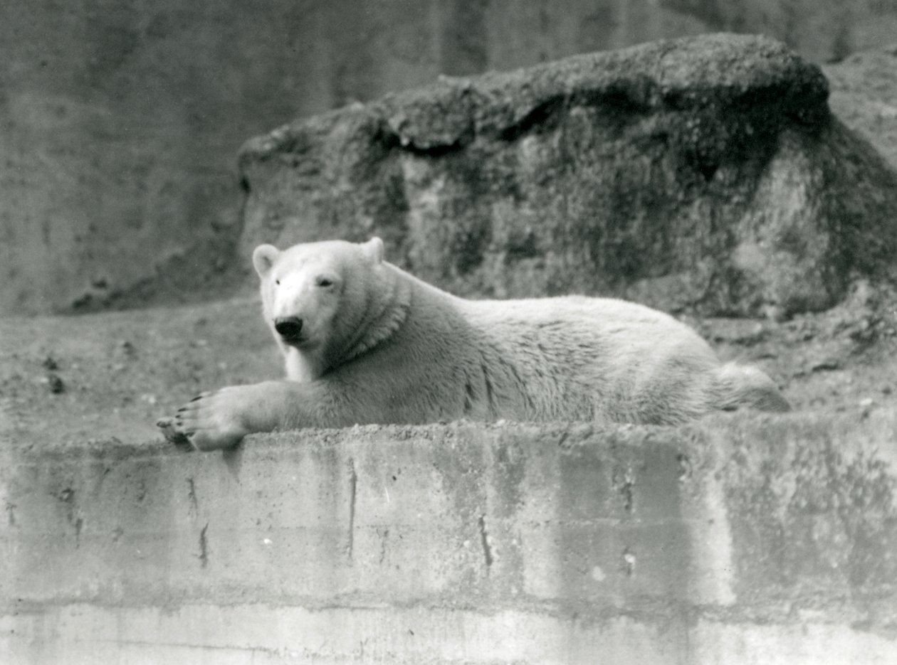 Um jovem urso polar repousa sobre uma borda rochosa em seu recinto no zoológico de Londres em 1927 de Frederick William Bond