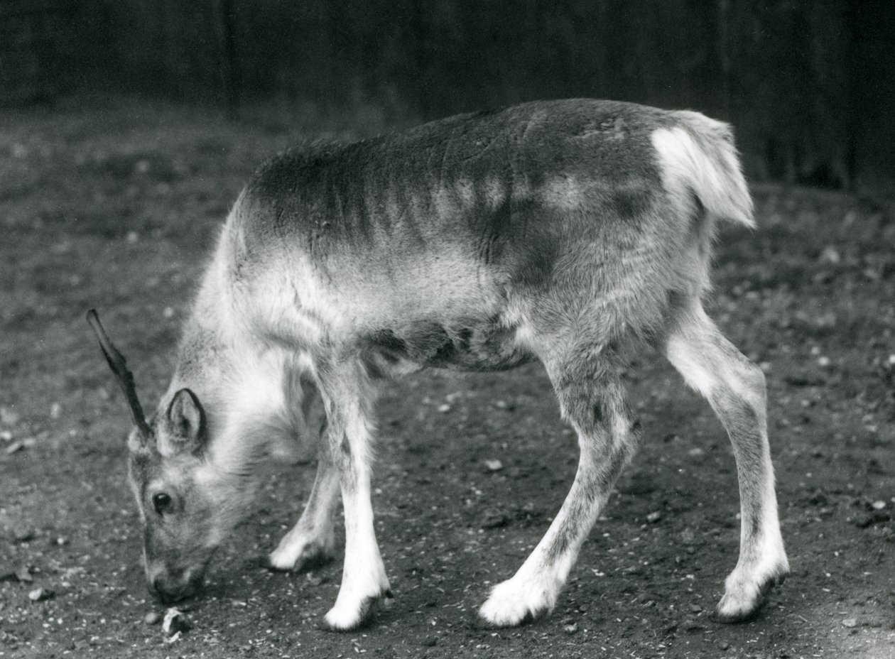 Uma jovem rena no zoológico de Londres, 1925 de Frederick William Bond