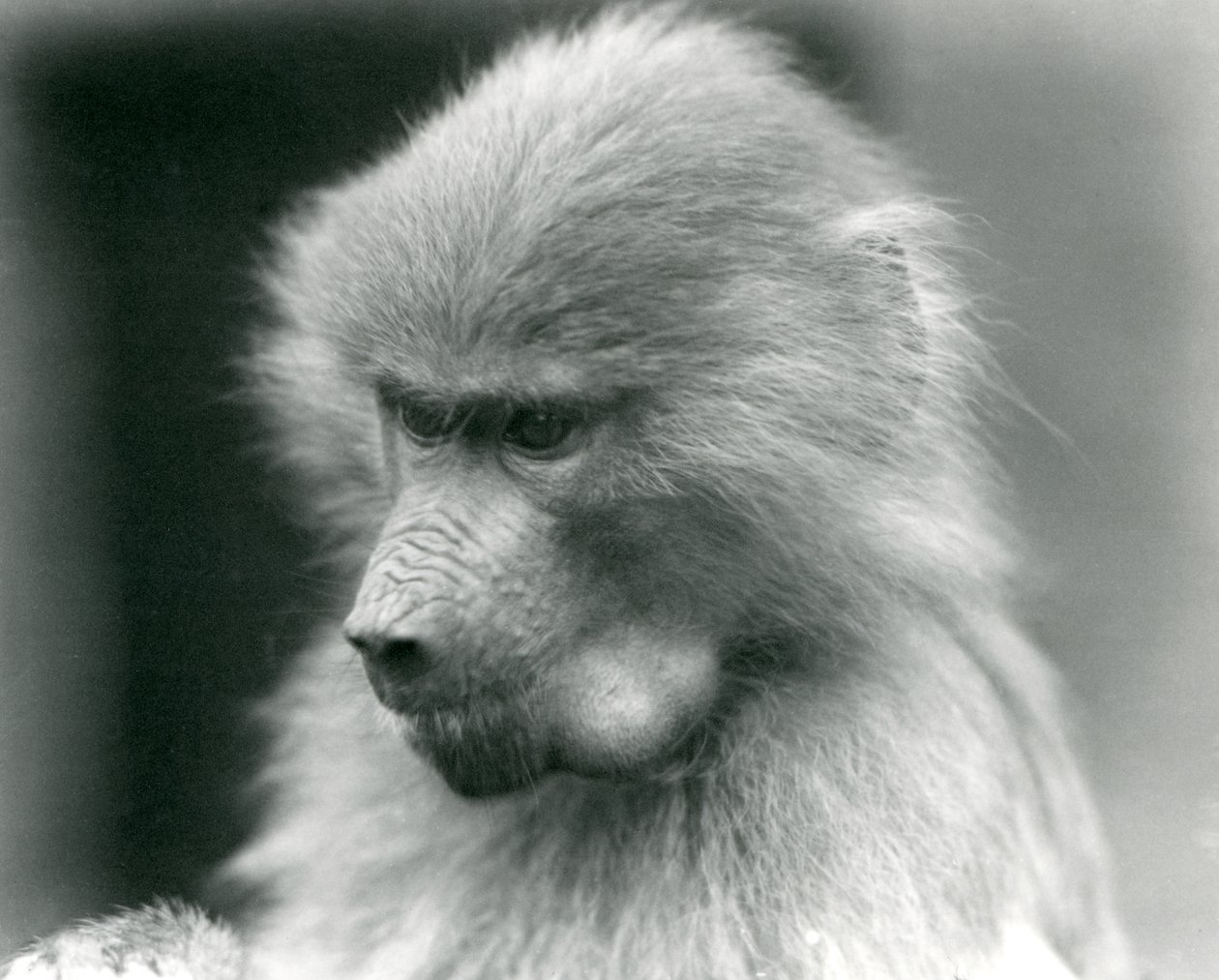 Um jovem babuíno sagrado com a sua bolsa cheia, zoológico de Londres, 1925 de Frederick William Bond