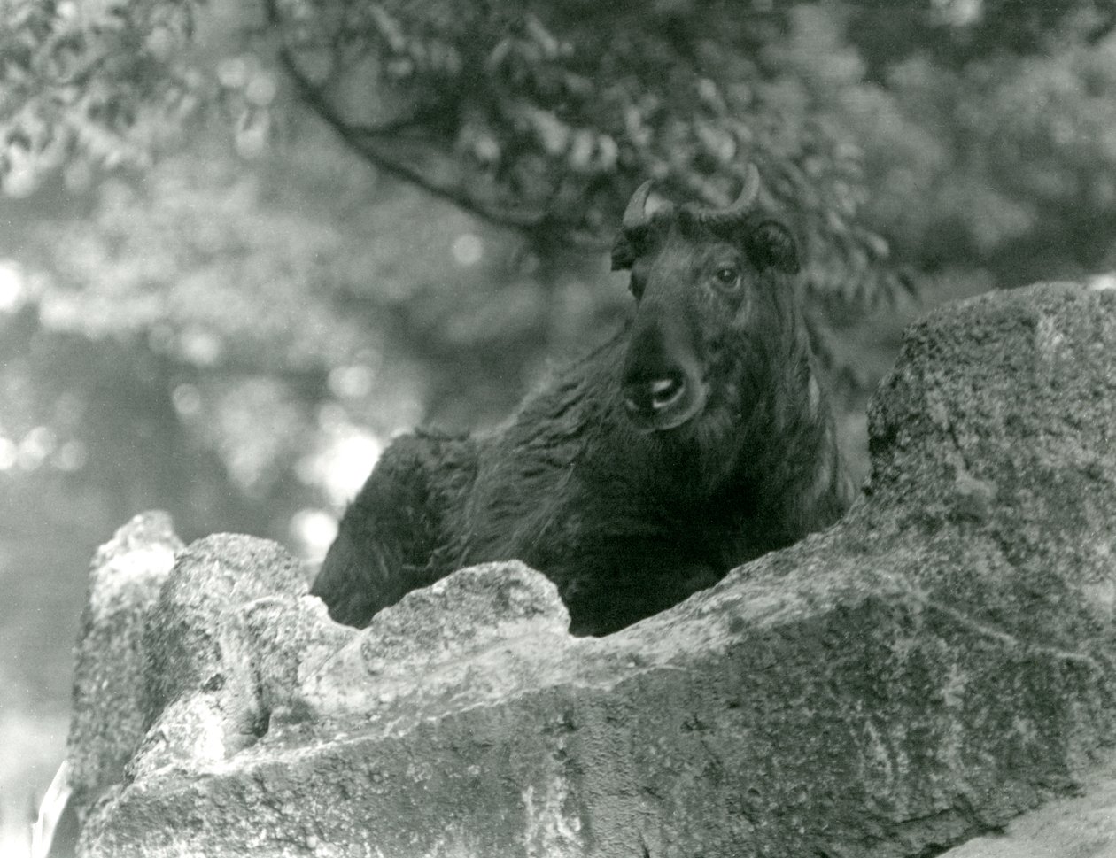 Um jovem Takin, também conhecido como gado-chamois ou cabra Gnu, descansando sobre uma rocha, o zoológico de Londres, em junho de 1924 de Frederick William Bond