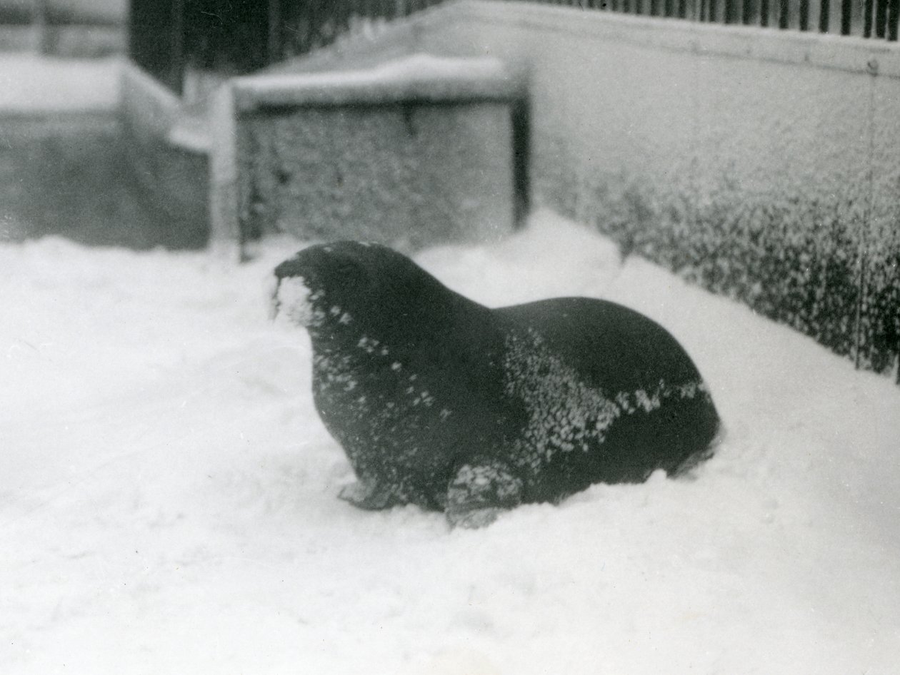 Uma jovem morsa na neve, zoológico de Londres, fevereiro de 1924 de Frederick William Bond