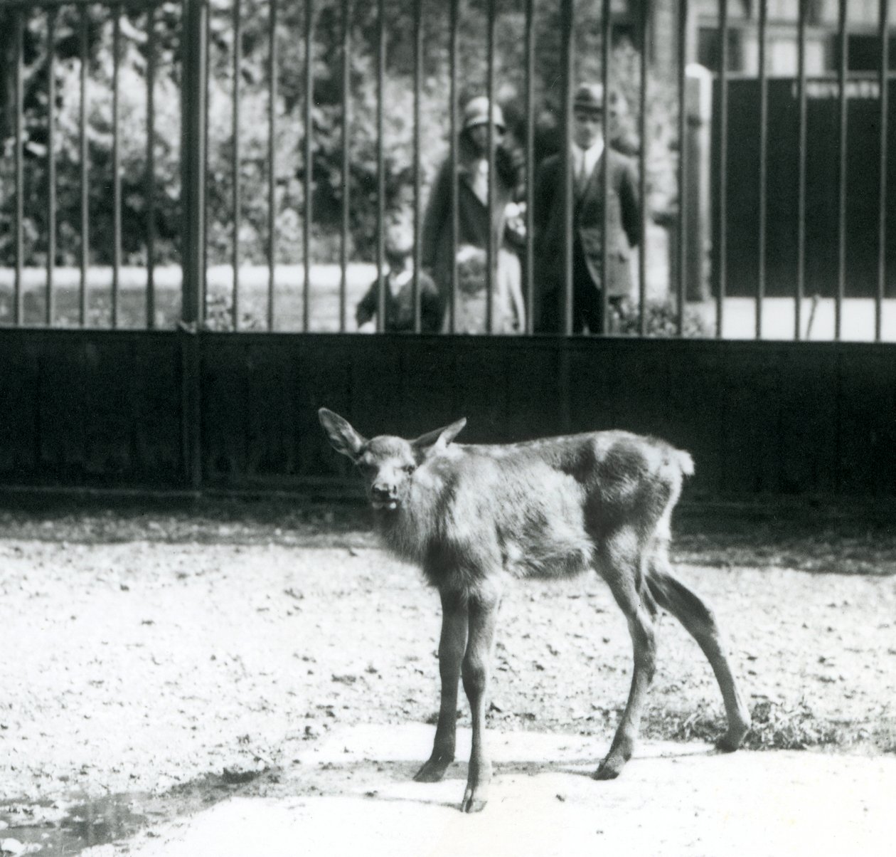 Um jovem Wapiti/Elk de pé em seu paddock, com visitantes olhando através de bares, Jardim Zoológico de Londres, agosto de 1927 (foto a p/b) de Frederick William Bond