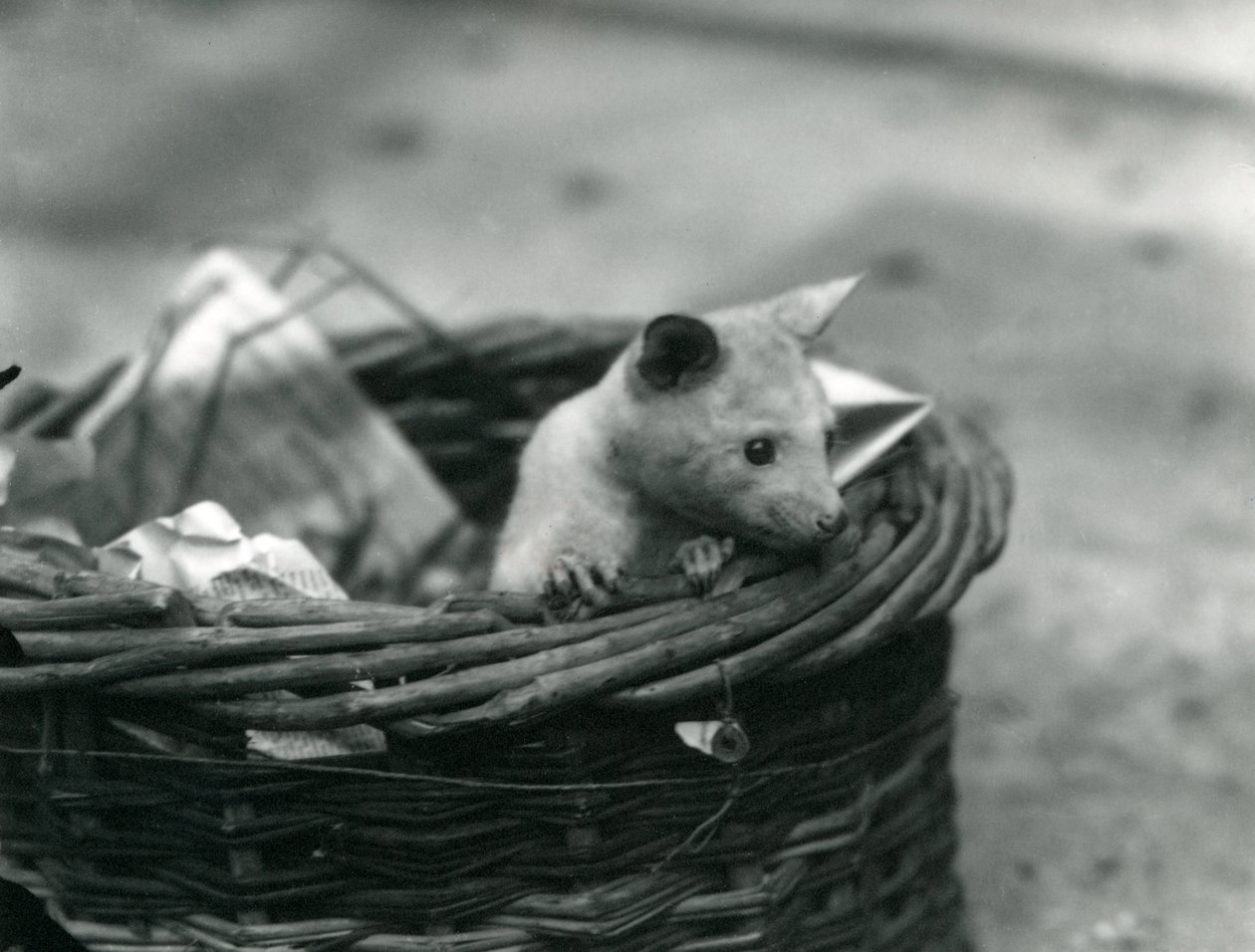 Um jovem albino Opossum espiando por uma cesta no zoológico de Londres, em outubro de 1920 de Frederick William Bond