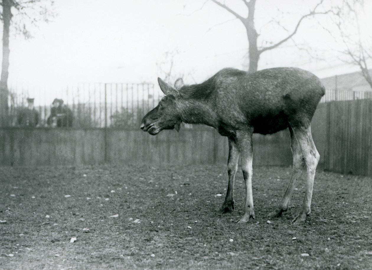 Um jovem touro Elk/Moose, com feridas de chifres recentes, de pé no seu paddock no Jardim Zoológico de Londres (foto a p/b) de Frederick William Bond