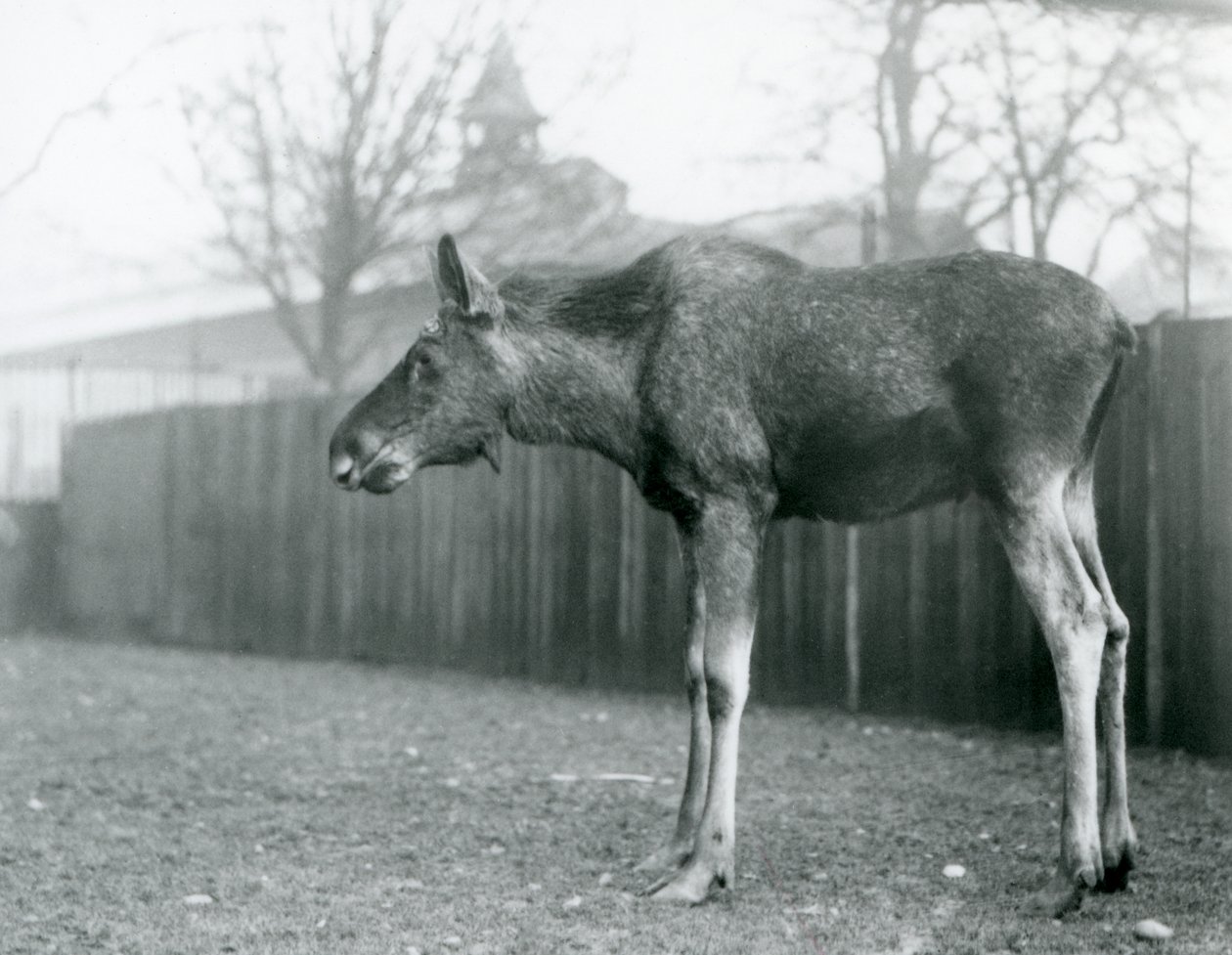 Um jovem touro Elk/Moose, com feridas de chifres recentes, em pé no seu paddock no Jardim Zoológico de Londres (foto a p/b) de Frederick William Bond