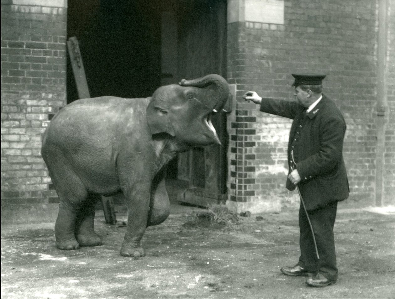 Um elefante indiano fêmea novo com depositário H. Robertson, jardim zoológico de Londres, o 22 de fevereiro de 1922 de Frederick William Bond