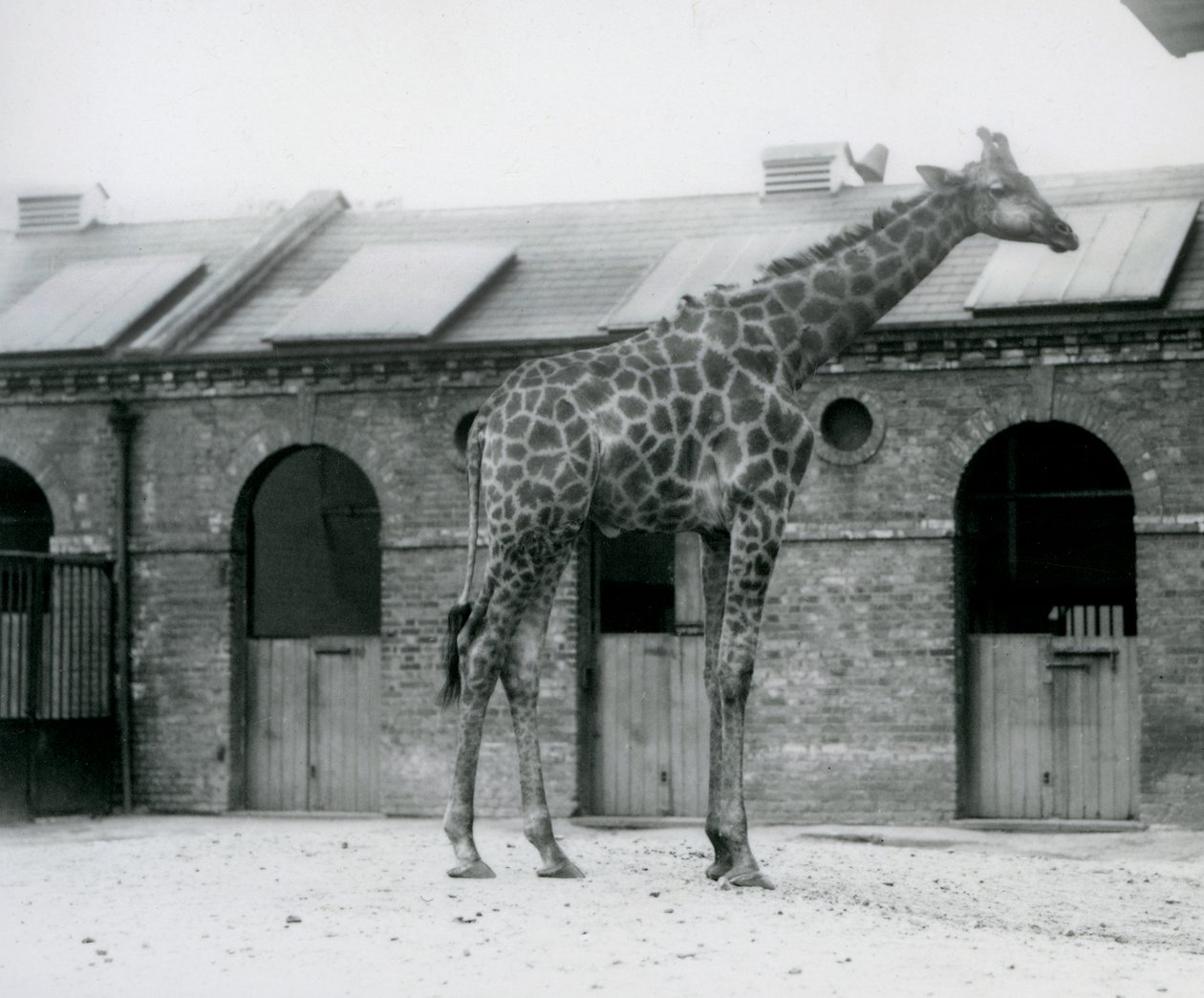 Um jovem Girafa macho em pé no seu paddock em frente à Casa Girafa, Jardim Zoológico de Londres. de Frederick William Bond