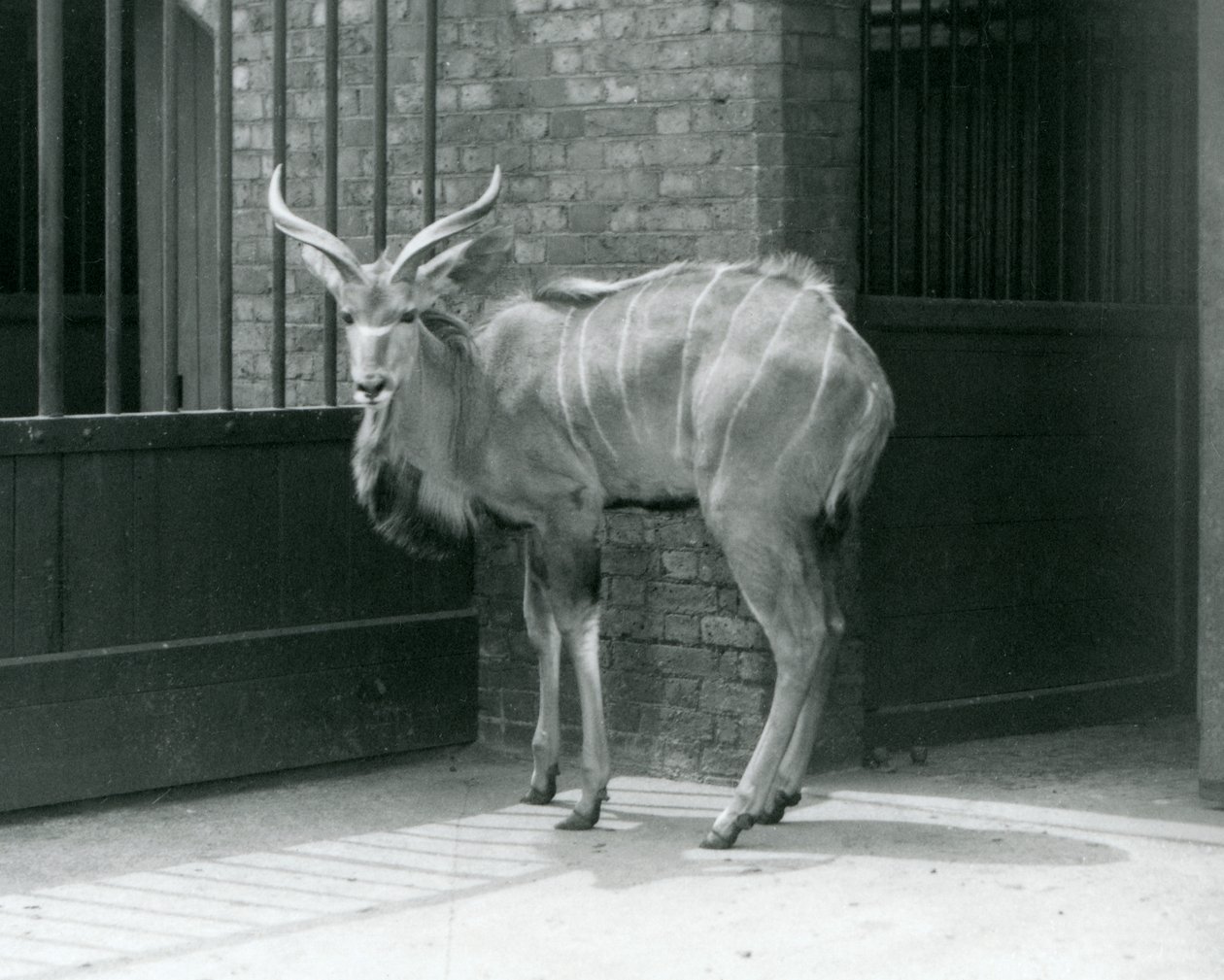 Um jovem Kudu macho do Grande Jardim Zoológico de Londres em 1929 (foto a p/b) de Frederick William Bond
