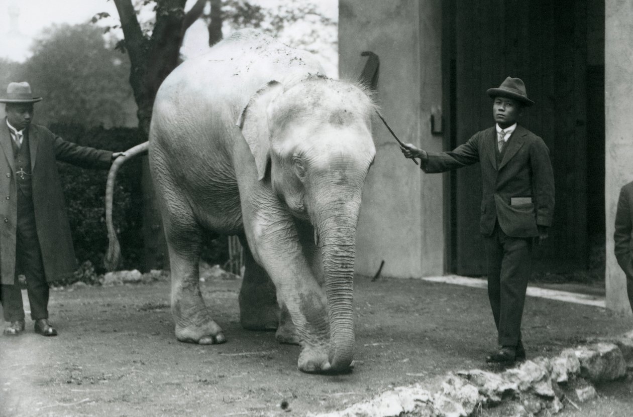 AlbinoWhite Burmese Elephant Pawah com atendentes, incluindo o Dr. Saw Po Min, Zoológico de Londres, em maio de 1926 de Frederick William Bond