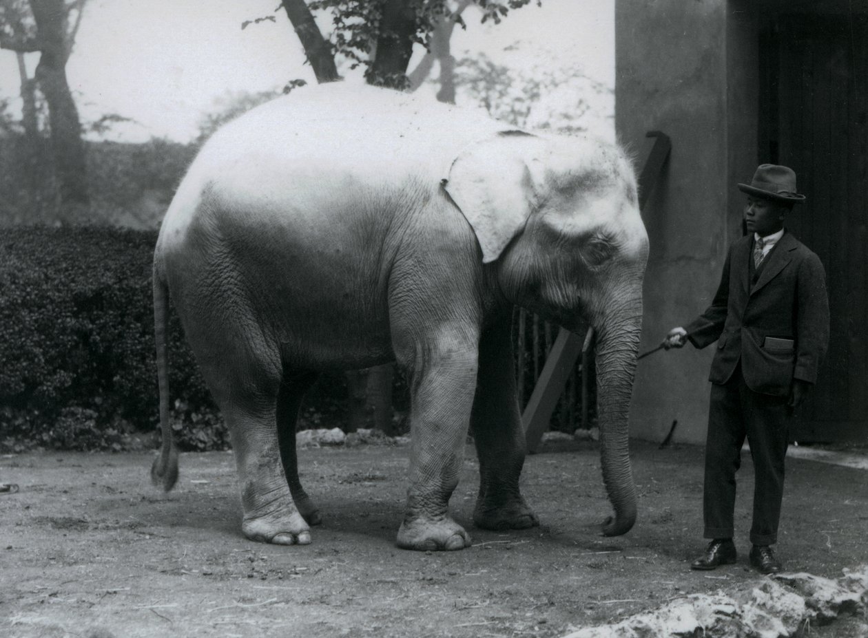 AlbinoWhite Elephant Pawah com Dr. Saw Po Min, Zoológico de Londres, em maio de 1926 de Frederick William Bond