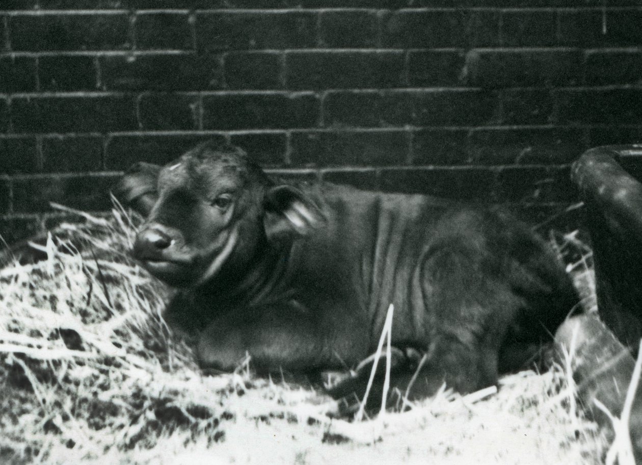 Um bezerro da raça AfricanCape Buffalo, nascido no zoológico em 8 de fevereiro de 1927, deitado em palha, no zoológico de Londres, em fevereiro de 1927 de Frederick William Bond