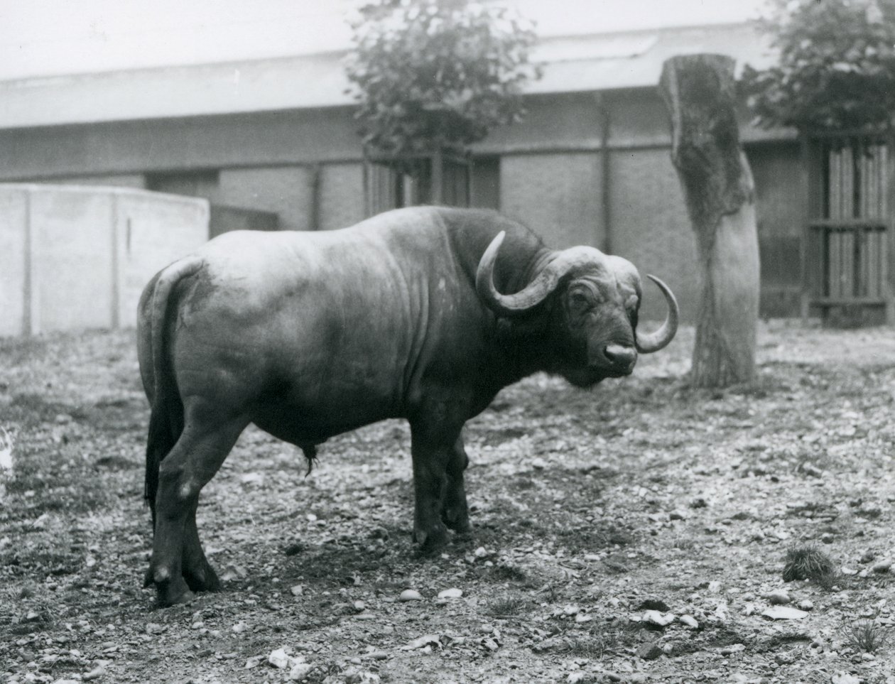 Um, búfalo africano, ou, búfalo capa, ficar, em, seu, paddock, em, jardim zoológico londres, 1927 de Frederick William Bond