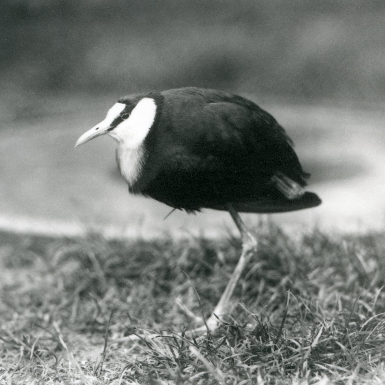 Um jacana africano que está na grama no jardim zoológico de Londres, em agosto de 1927 de Frederick William Bond