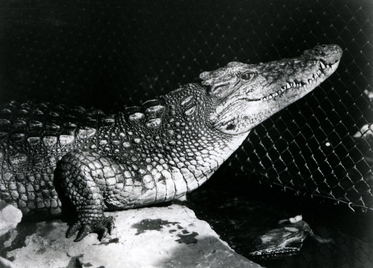Um jacaré americano no zoológico de Londres em setembro de 1924 de Frederick William Bond