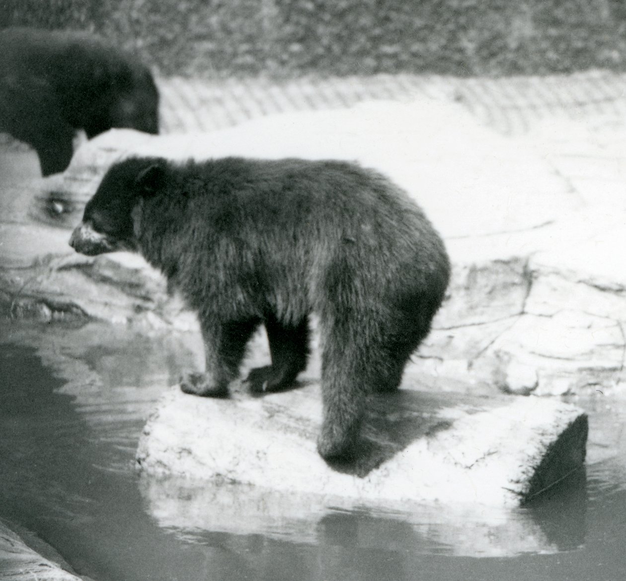 Urso andino-contábil balançando em um tronco em uma poça de água, Zoológico de Londres, em junho de 1925 de Frederick William Bond