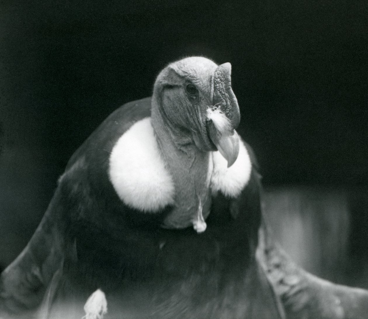 Um Condor Andino no Zoológico de Londres em 1926 de Frederick William Bond