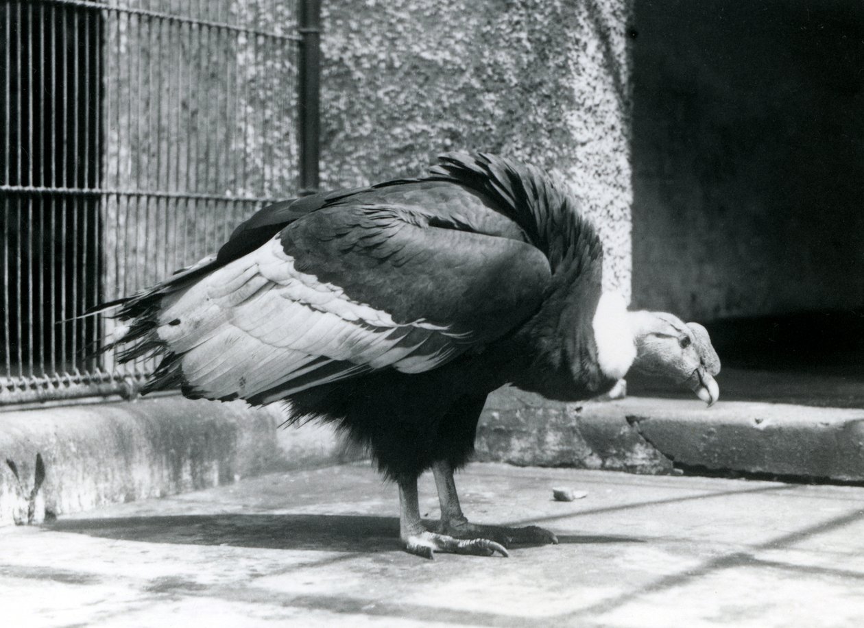 Um abutre andino de pé no chão de seu recinto no zoológico de Londres em julho de 1925 de Frederick William Bond
