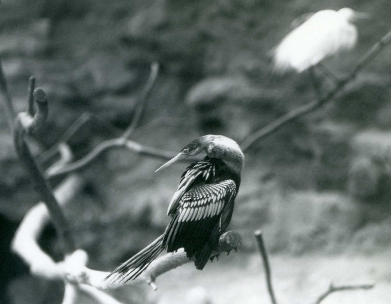 Um AnhingaAmerican DarterSnakebirdWater Turquia sentado em um galho no zoológico de Londres em setembro de 1927 de Frederick William Bond