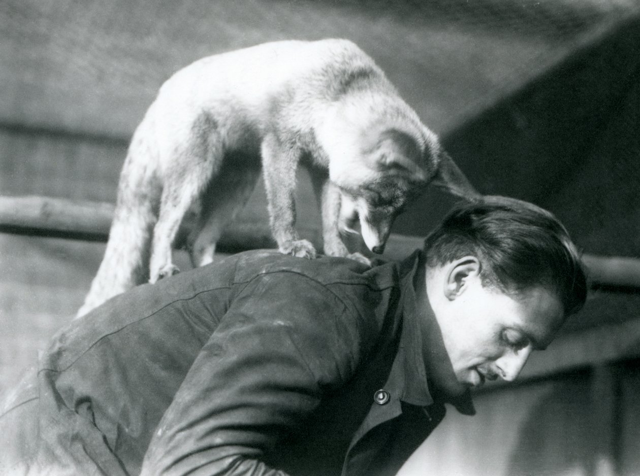 Uma Red Fox Árabe olha por cima do ombro do goleiro F. Shelley, em pé de costas, ao se inclinar, no Zoológico de Londres, em 1925 de Frederick William Bond