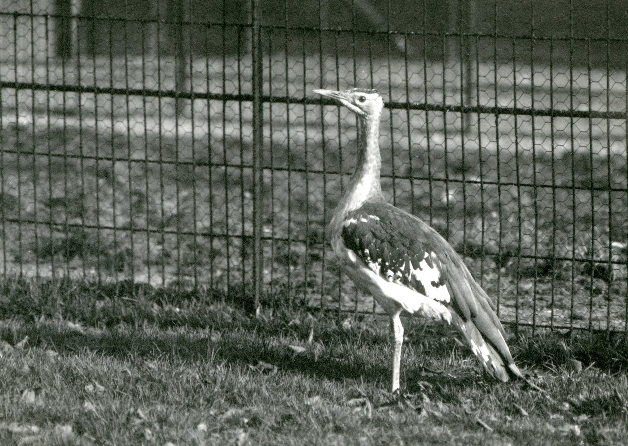 Um bustard árabe em pé em seu recinto no zoológico de Londres, 1924 de Frederick William Bond