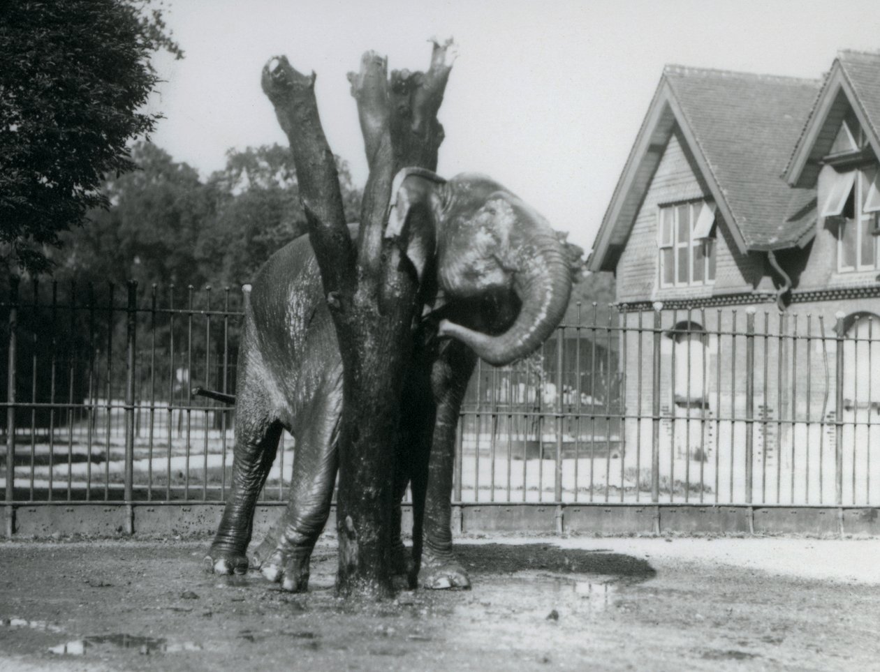 Um Elefante Asiático a coçar-se atrás da orelha no posto de coçar, no seu recinto, no Jardim Zoológico de Londres de Frederick William Bond