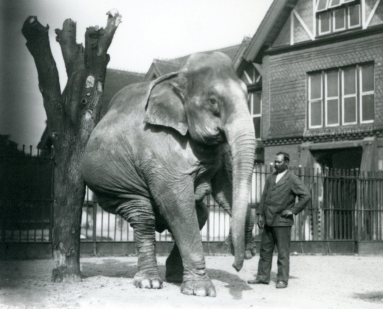 Um Elefante Asiático a coçar-se contra uma árvore morta, enquanto se equilibra em três pernas, com o seu treinador, Syed Ali, a olhar para o jardim zoológico de Londres. de Frederick William Bond