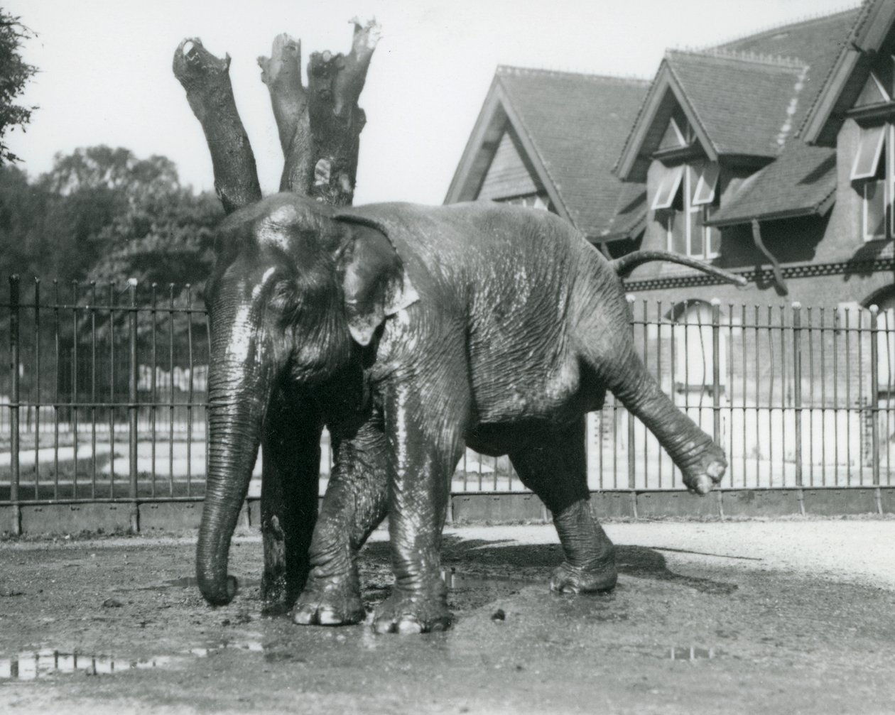 Um elefante asiático a coçar-se contra uma árvore morta, enquanto se equilibra em três pernas, no Jardim Zoológico de Londres de Frederick William Bond