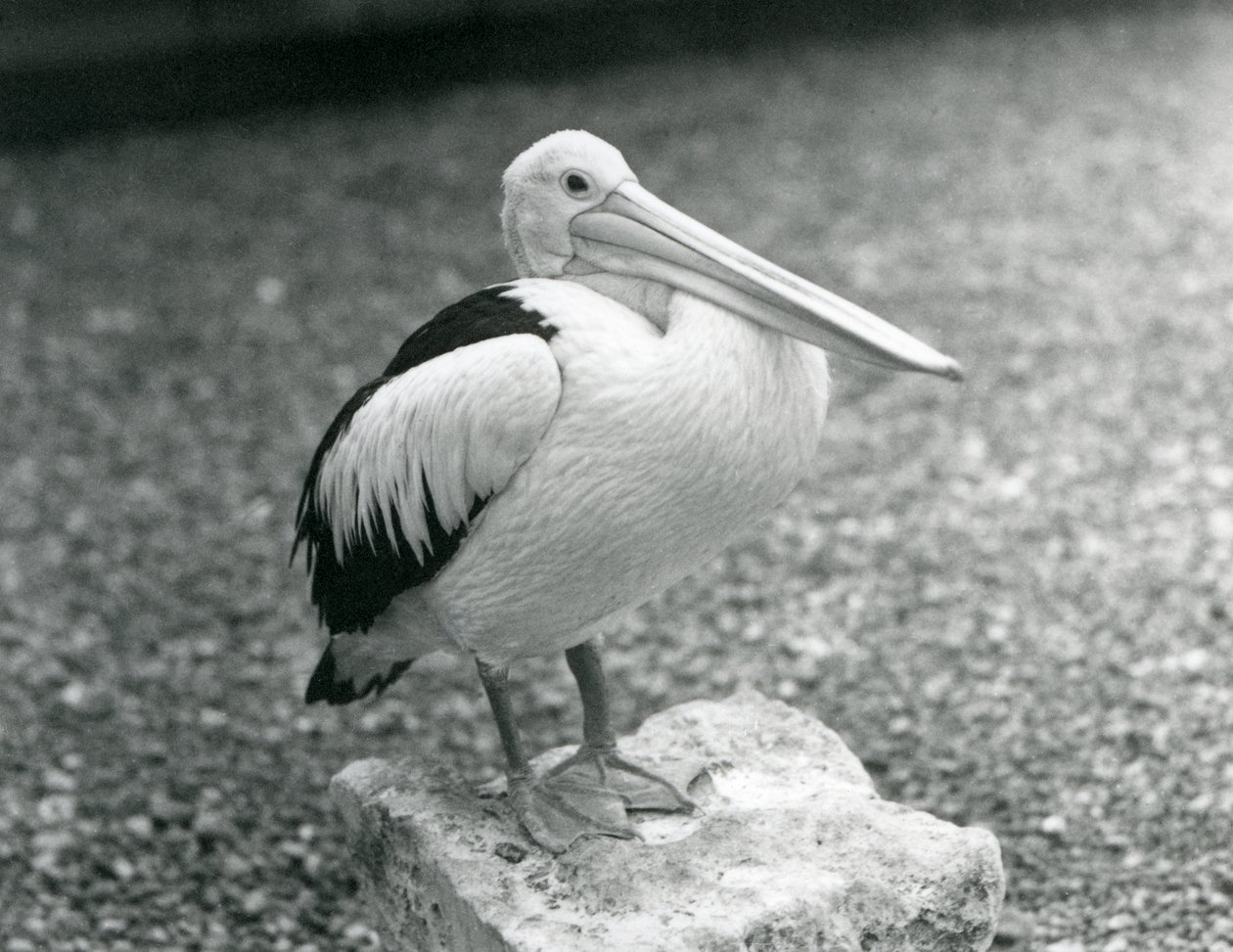 Um pelicano australiano em pé sobre uma pedra no Zoológico de Londres em 1929 (foto a p/b) de Frederick William Bond