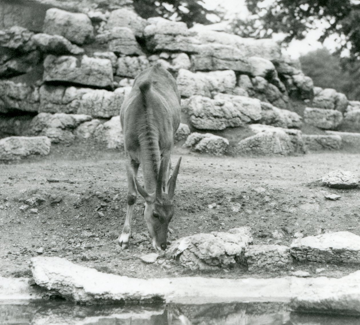 Um Eland pastando no Antelope Paddock no Jardim Zoológico de Londres em 1929 (foto a p/b) de Frederick William Bond