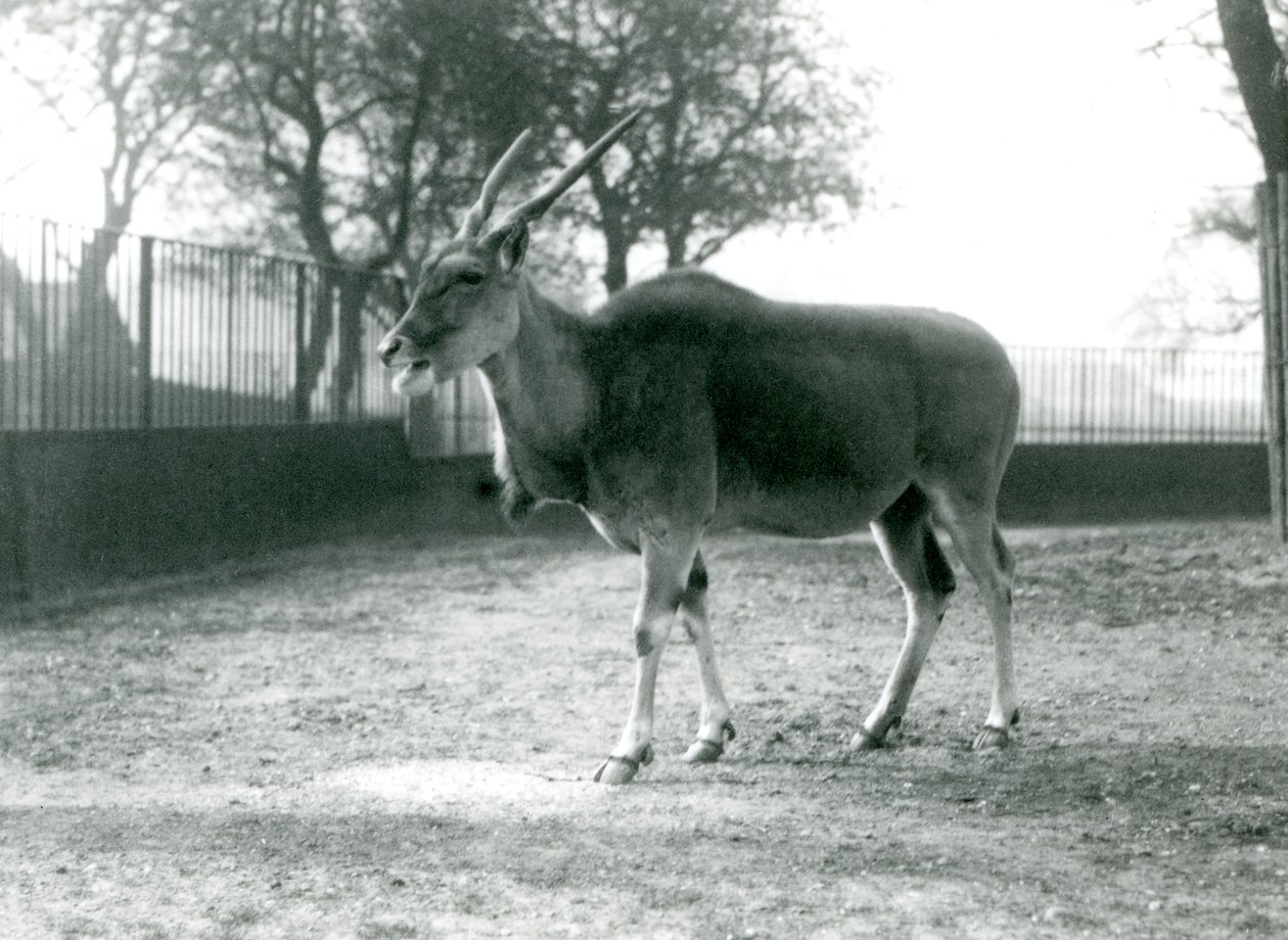 Um Eland em seu paddock no London Zoo em junho de 1925 de Frederick William Bond