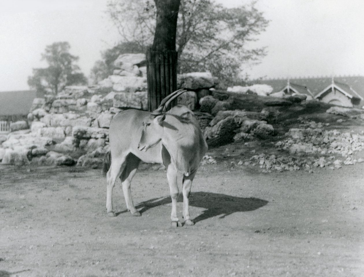 Uma Eland em pé no seu paddock no Jardim Zoológico de Londres em 1929 (foto a p/b) de Frederick William Bond