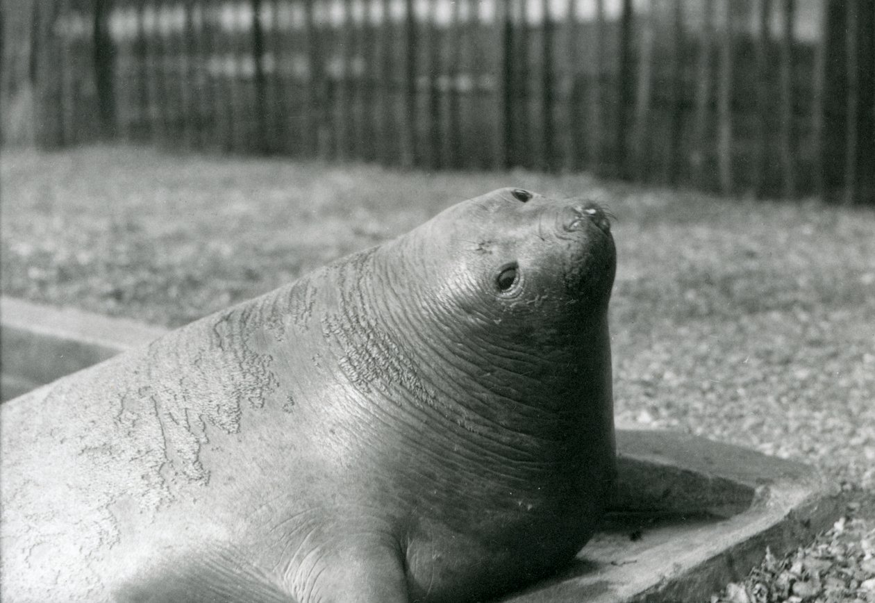 Um Elefante Selo descansando na sua piscina no Jardim Zoológico de Londres em 1930 (foto a p/b) de Frederick William Bond