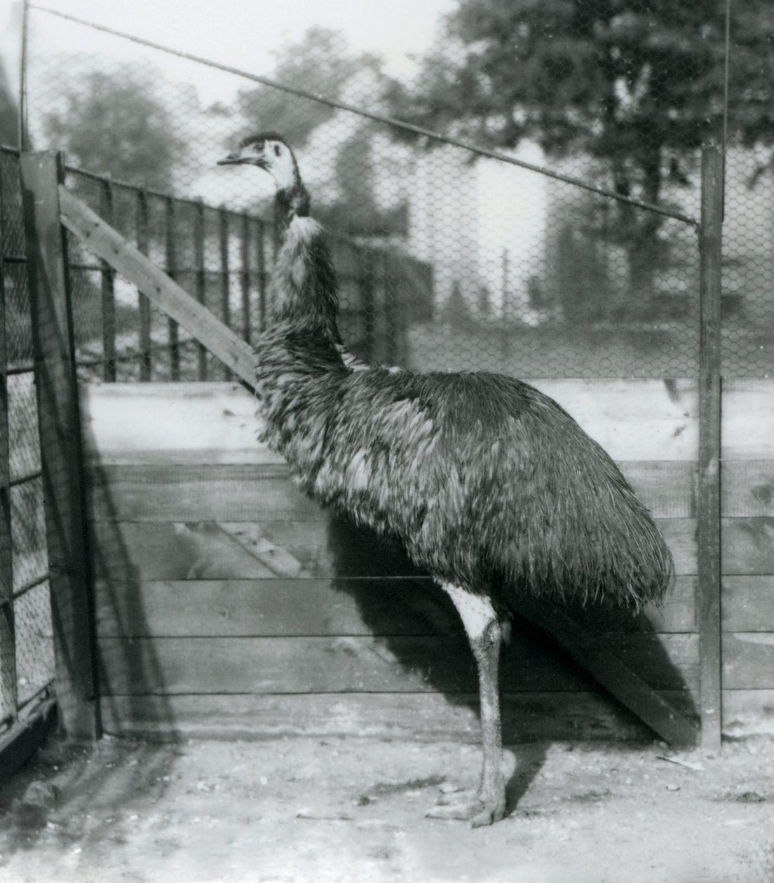 Um Emu no Zoológico de Londres em setembro de 1927 de Frederick William Bond