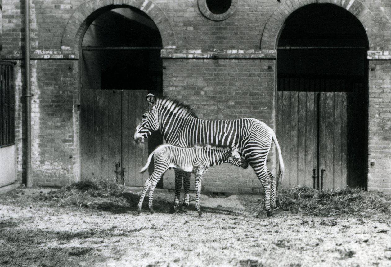Uma zebra imperial em perigo de extinção, em pé alimentando seu potro de 4 dias de idade, em seu piquete no zoológico de Londres em agosto de 1927 de Frederick William Bond
